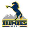 Brumbies *